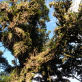 bromeliad covered tree